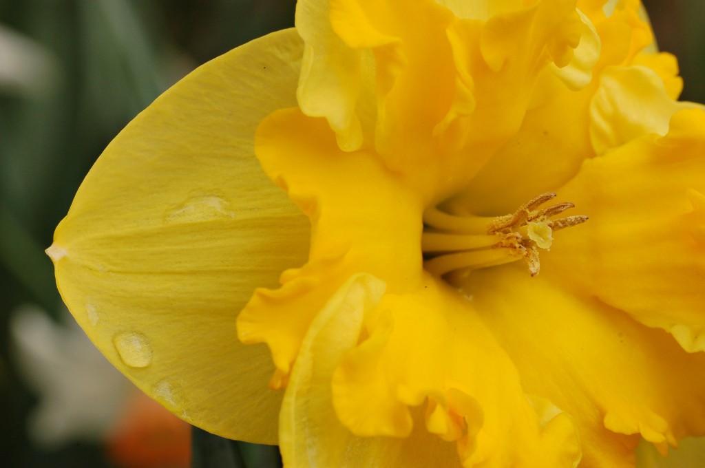 Yellow_Daffodil_Narcissus_Closeup_3008px